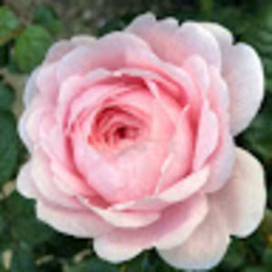 Meet your Posher, Tricia